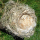 Illustration for article titled Why cigarette butts are good for birds